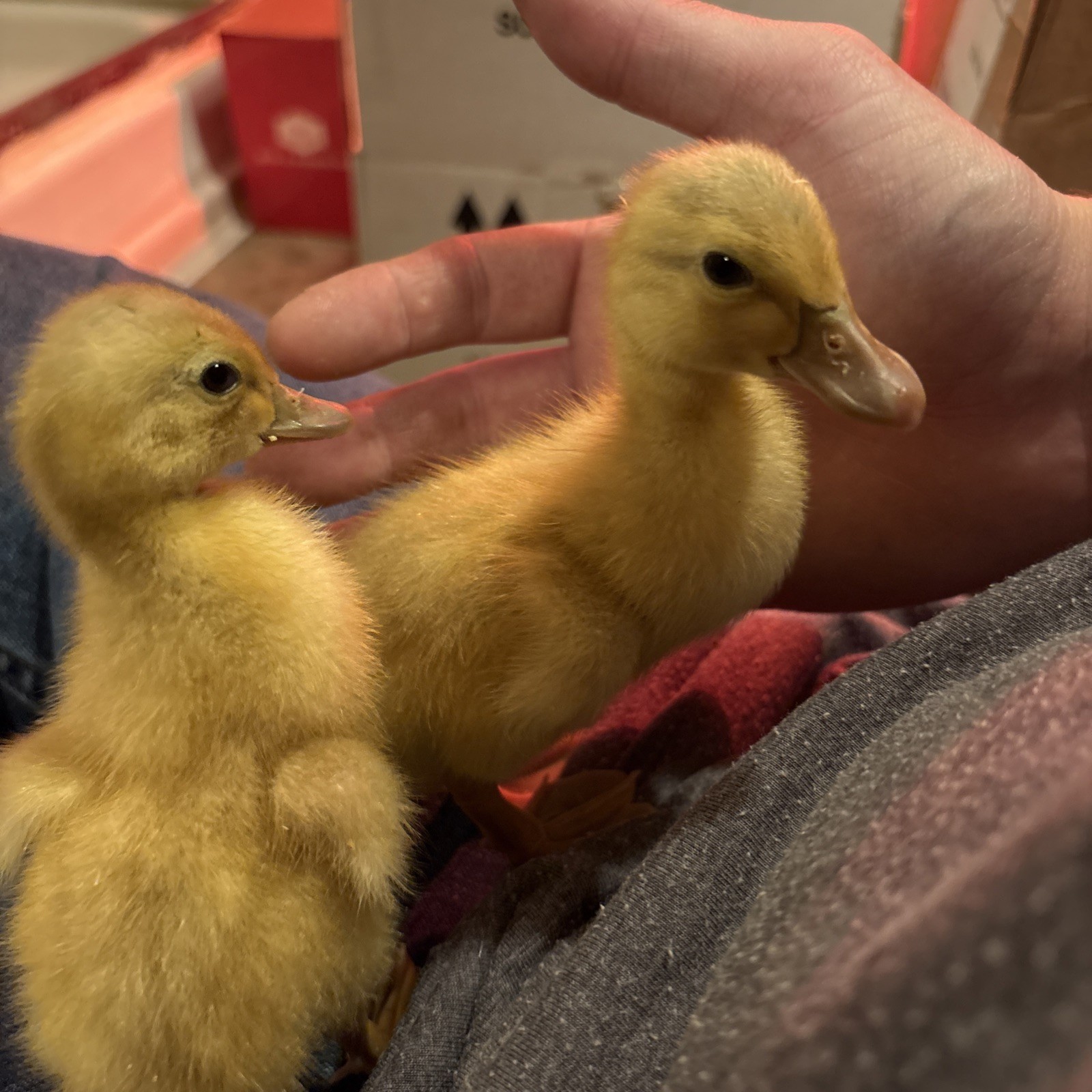 ⭐️Saxony Duck Hatching Eggs (Fertile!!) 6+ Ready To Ship!!