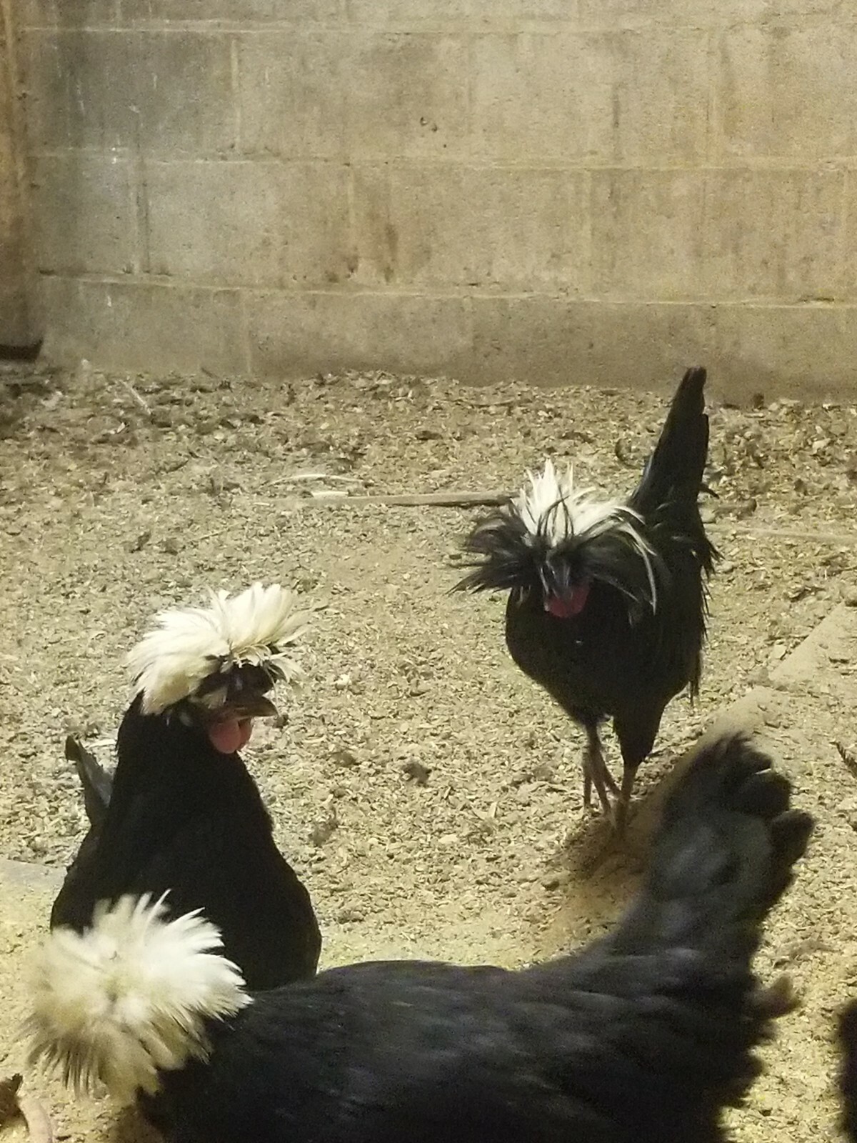 DOZEN White Crested Black Polish Hatching Eggs - Chicken