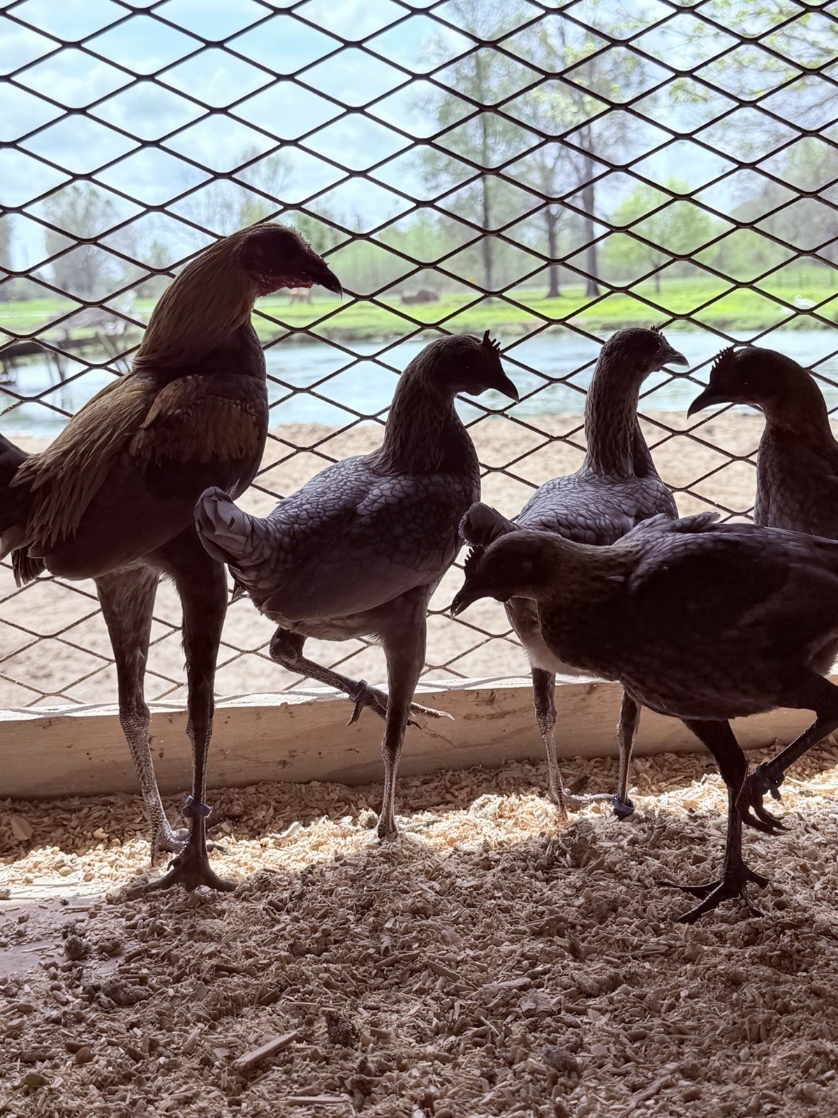 12+ Lemon Blue Modern Game Bantam Hatching Eggs