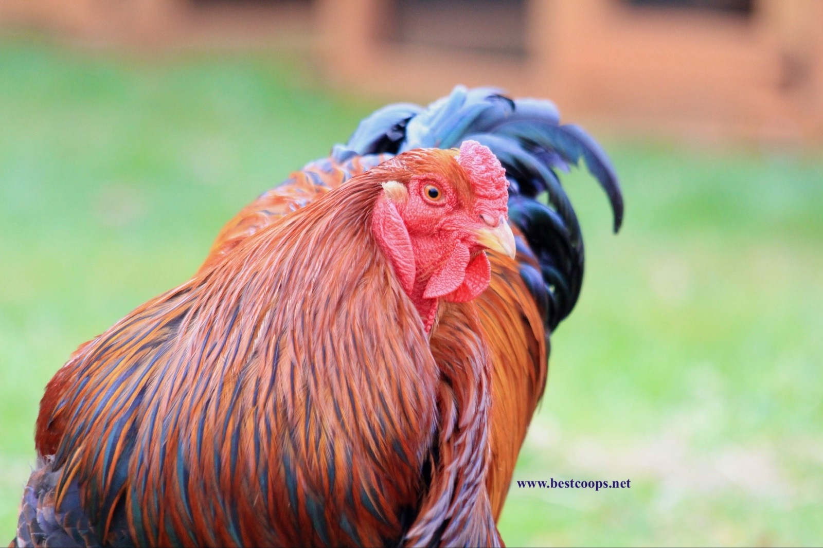 6+ Partridge Brahma Fertile Chicken Hatching Eggs Gentle Large Breed