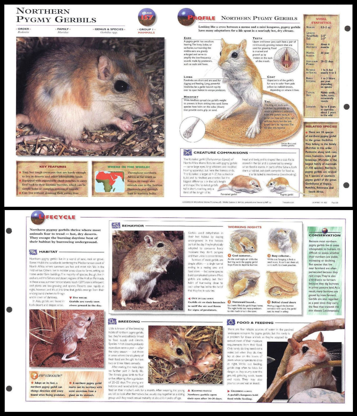 Fold-Out Sheet - Northern Pygmy Gerbil - 157