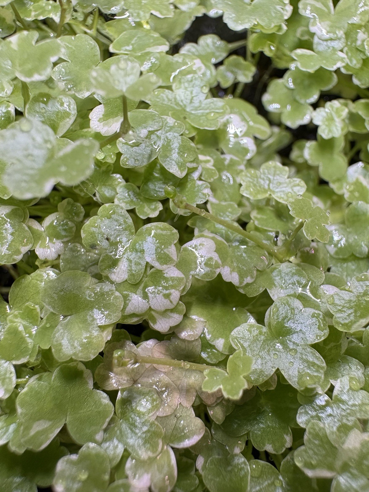 Hydrocotyle Tripartita Mini Variegated - Live Aquarium Plant - 3x3 Portion