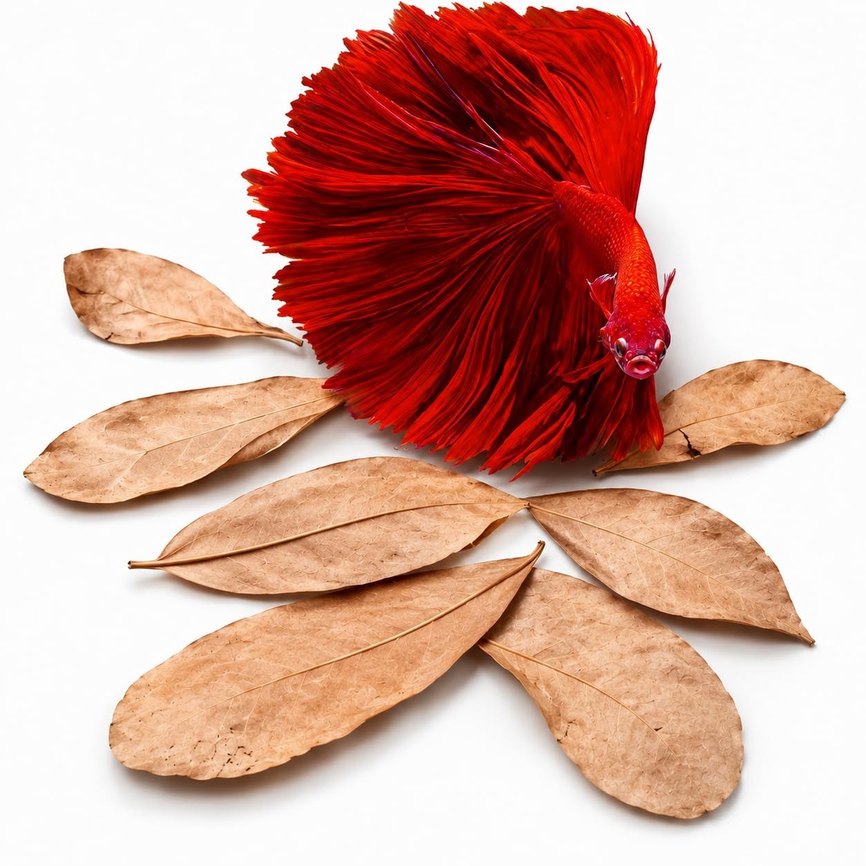 SunGrow 50 pcs Catappa Indian Almond Leaves – 2” Water Conditioner for Betta ...