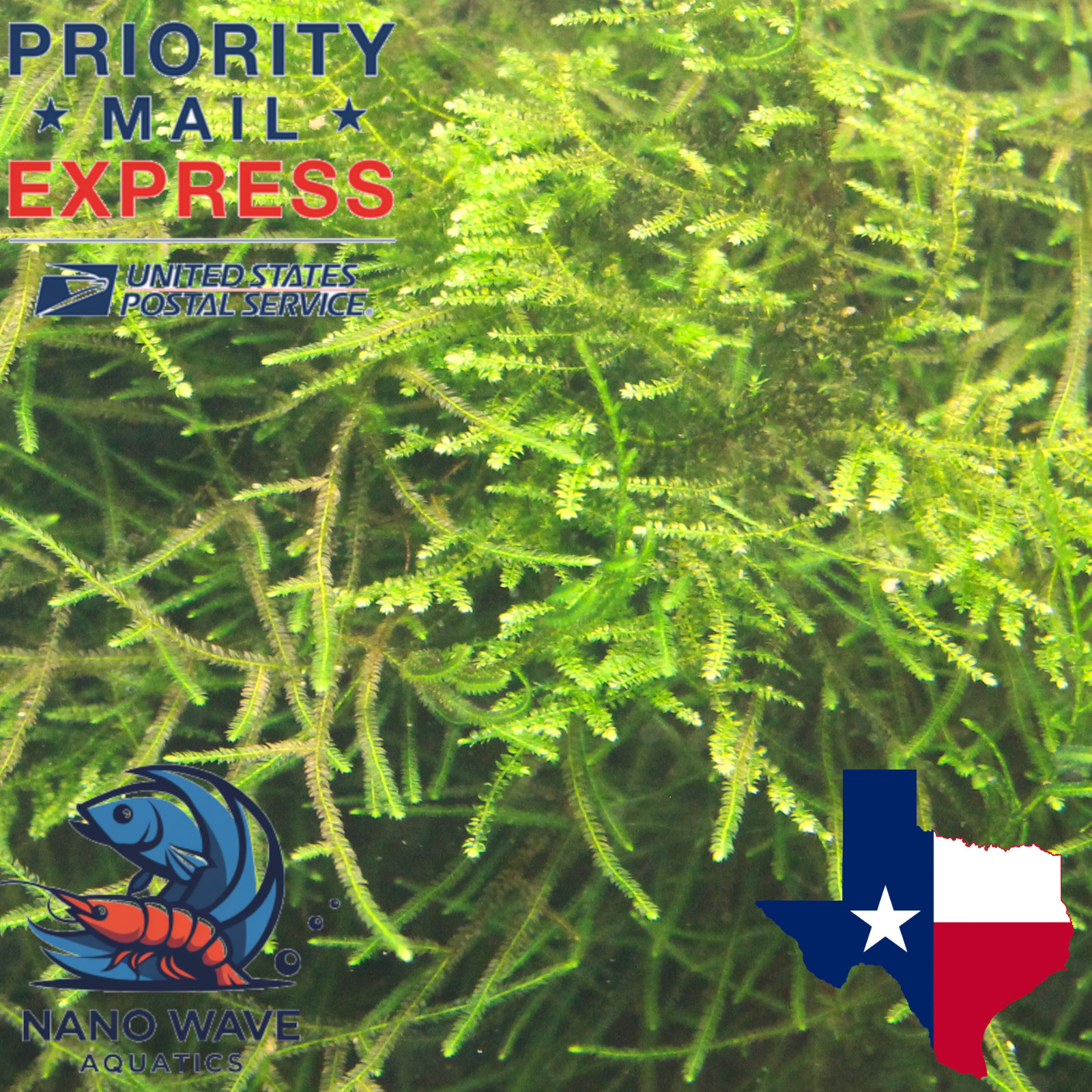Tx Grown Java Moss 2x2 Easy Beginner Aquarium Plant Low Light Starter Bundle