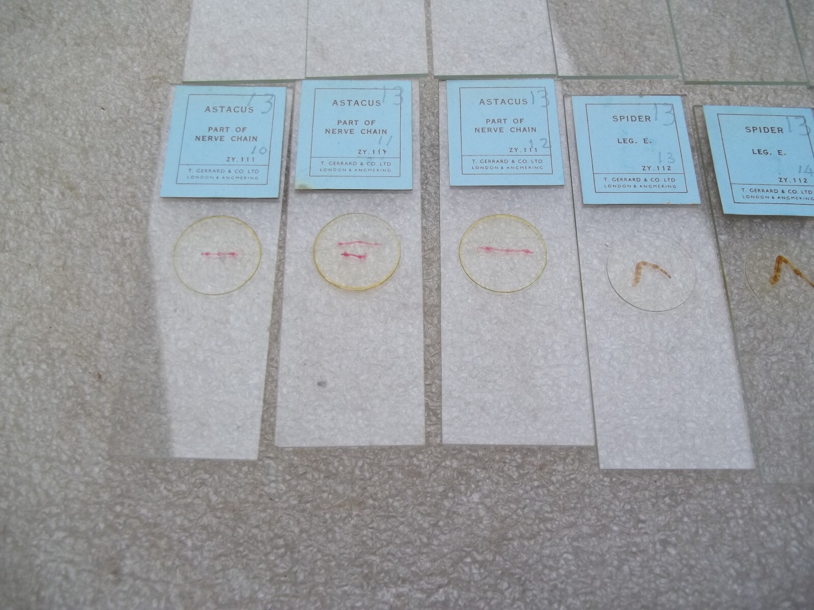 Vintage Glass Microscope Slides -