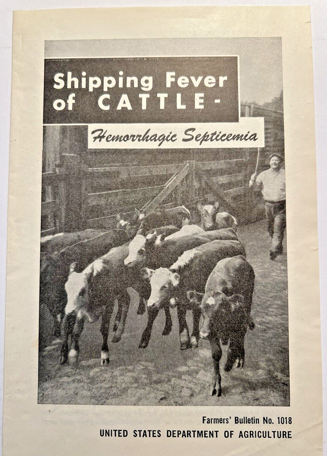 1954 US DEPT OF AGRICULTURE BULLETIN 1018 Shipping Fever Of Cattle Septicemia 2F