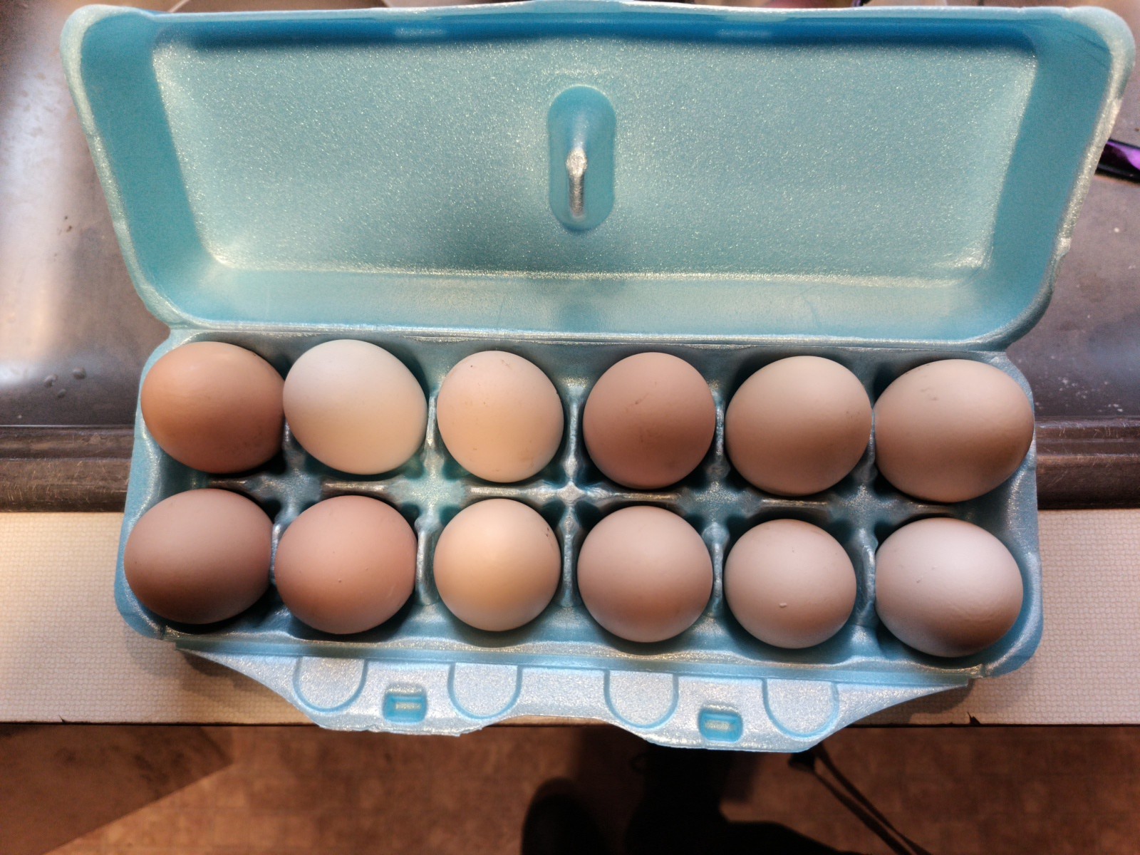 One Dozen Hatching Eggs Barnyard Mix Assorted Colors