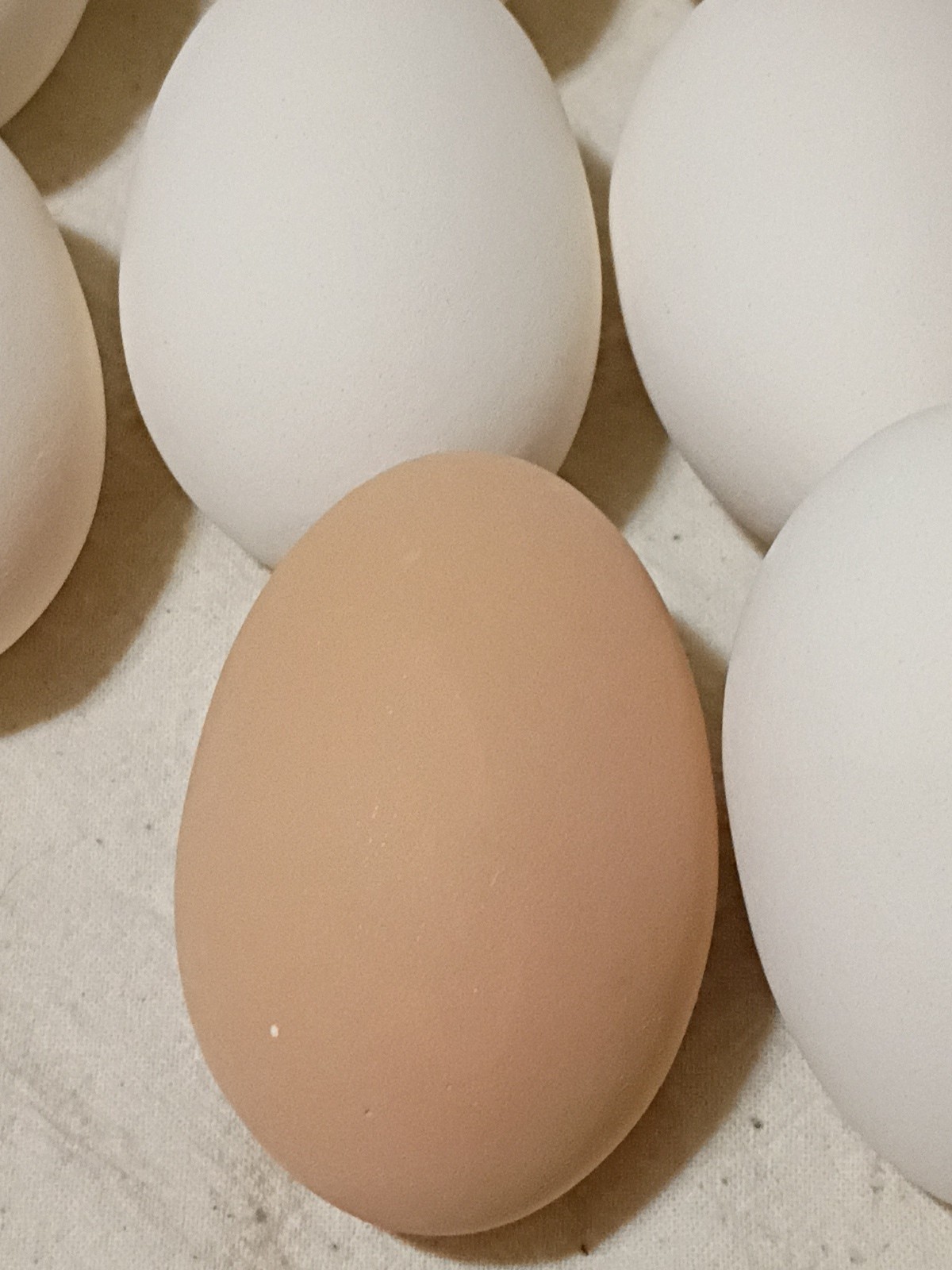 Set Of 10 Polymer Chicken Eggs B9