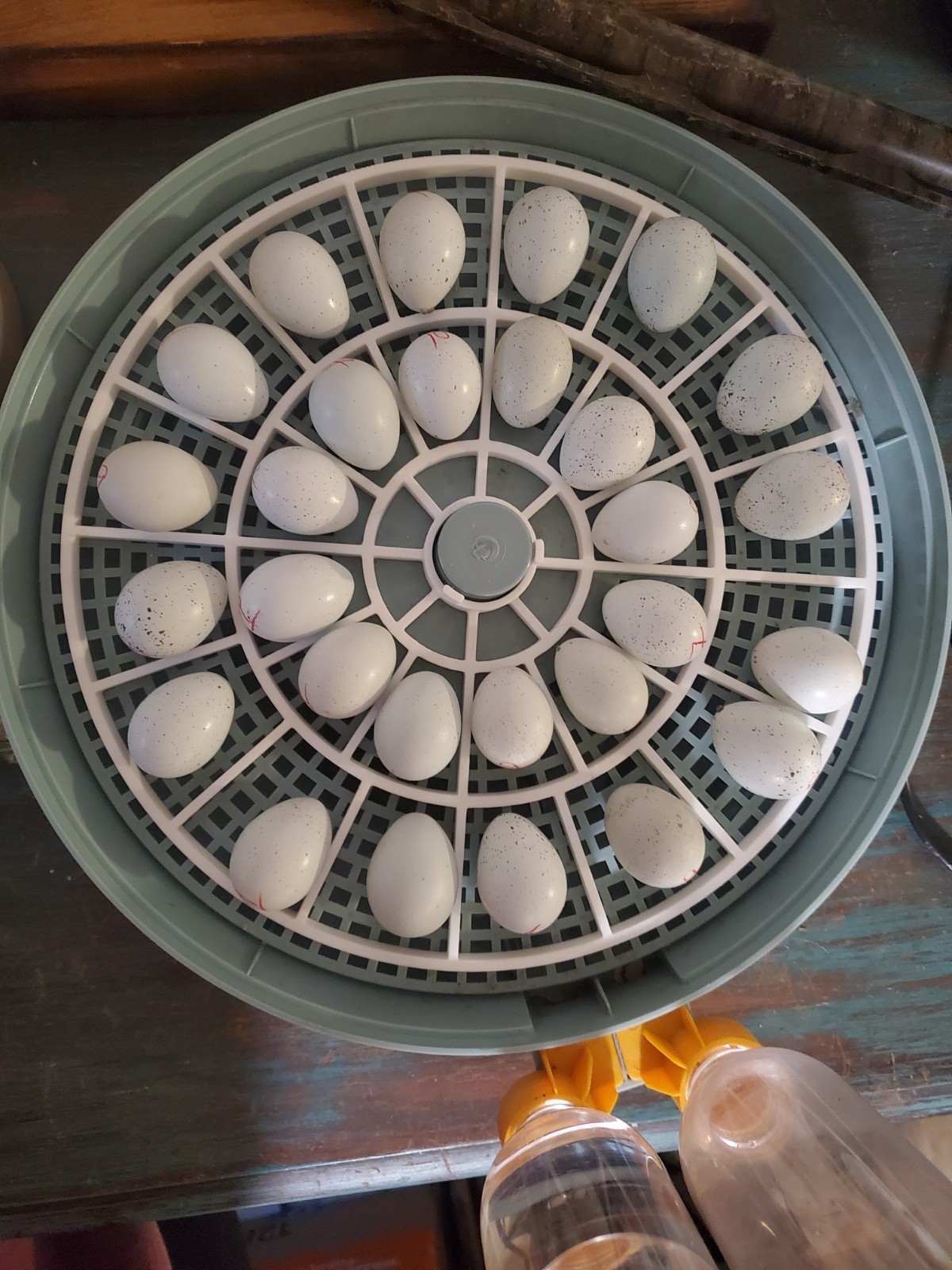 28 Egg Turner Replacement for Small Egg Incubators (Turner Only)
