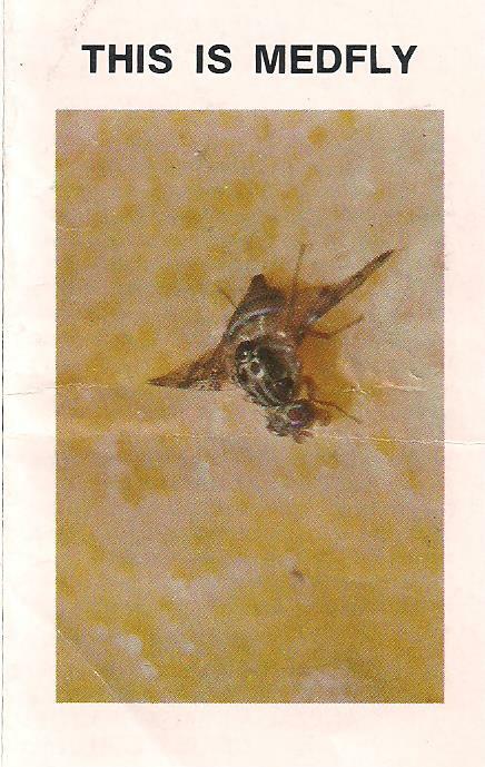 Vintage 1980s Medfly Pamphlet from Santa Clara County, California