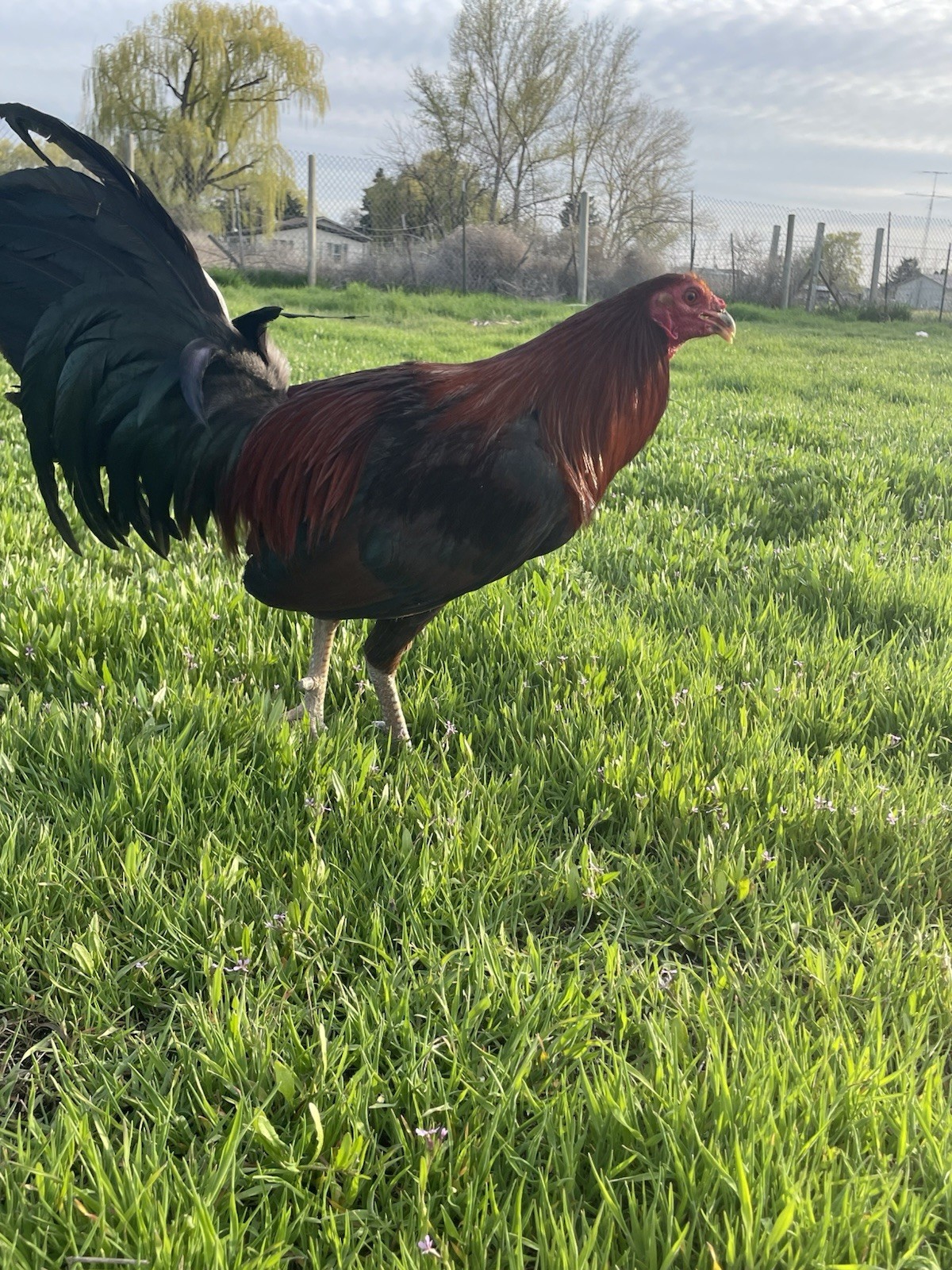 6+ Chicken Hatching Eggs