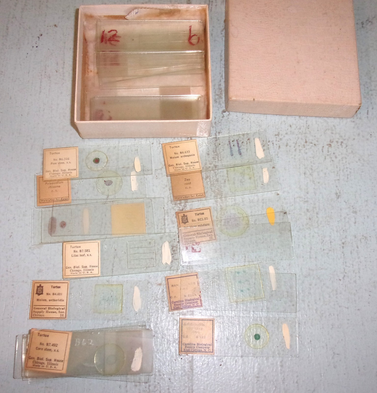 Lot of Vintage Glass Microscope Slides Blanks and Samples