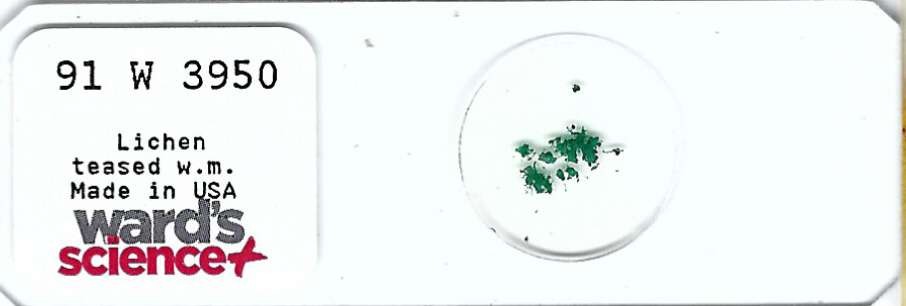 Lichen teased w.m. Microscope Slide