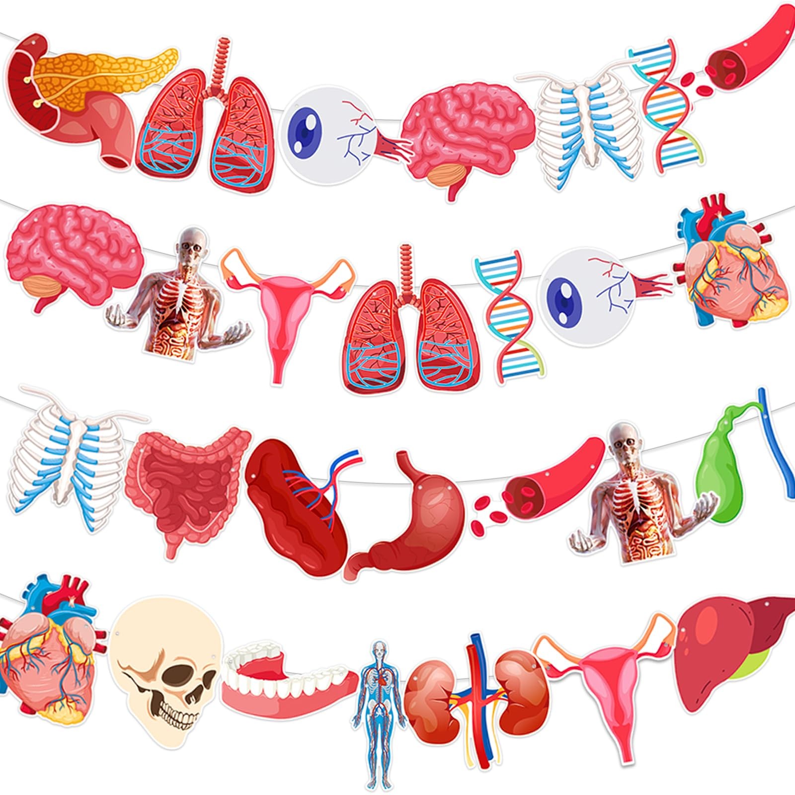 4 Strings 28 Pcs Anatomy Themed Hanging Banner, Human Body Parts Multi Color