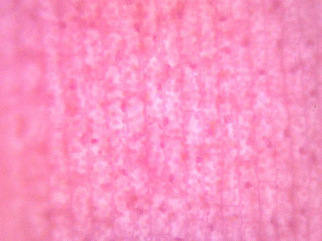Elodea, Submerged Leaf - Prepared Microscope Slide - 75 X 25Mm - Microscopy