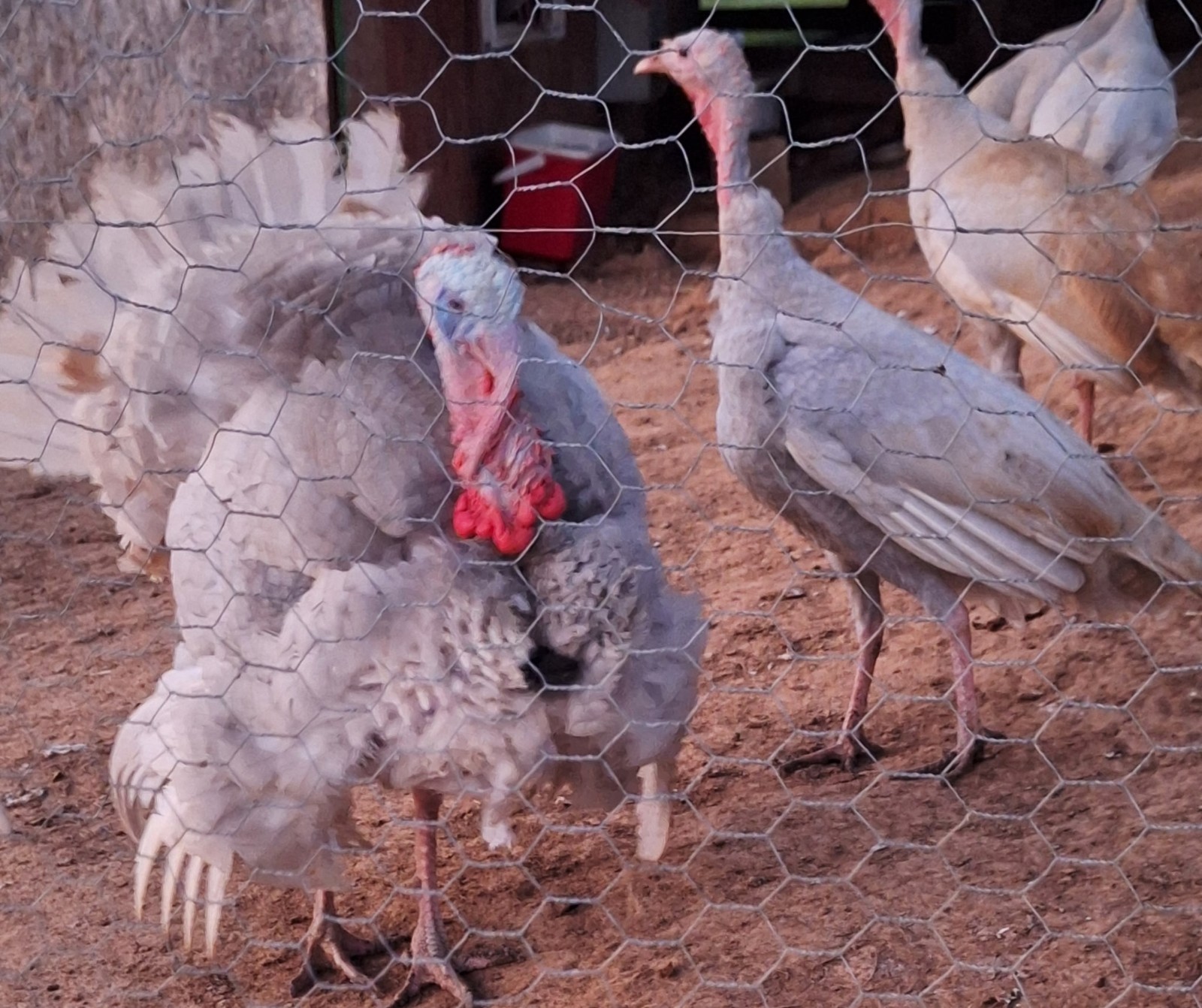 6 Lilac Turkey  Hatching Eggs