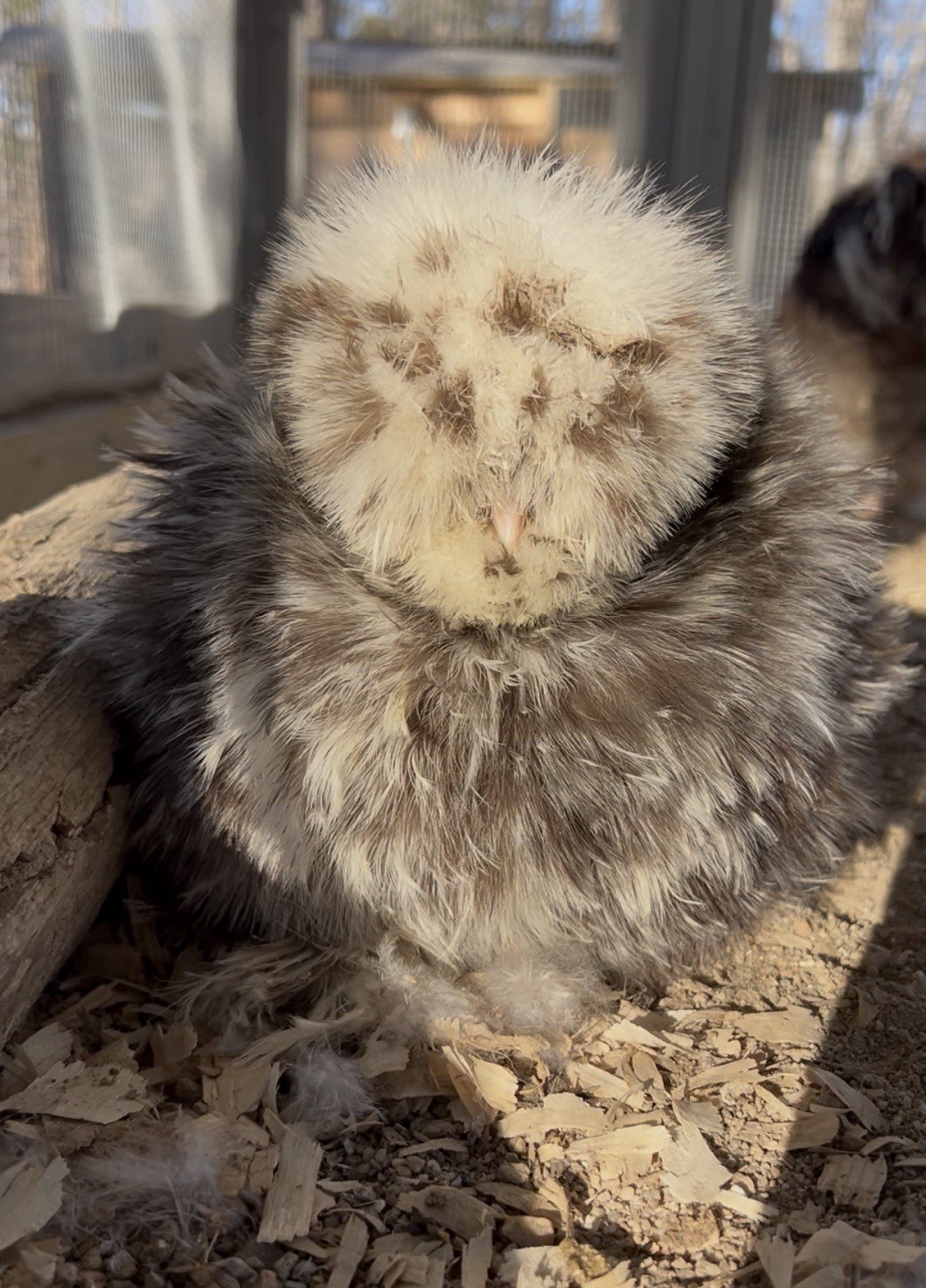 6+ Mottled Silkie Hatching Eggs Chance Of Showgirl, Breeder Lines, NPIP/AI Clean