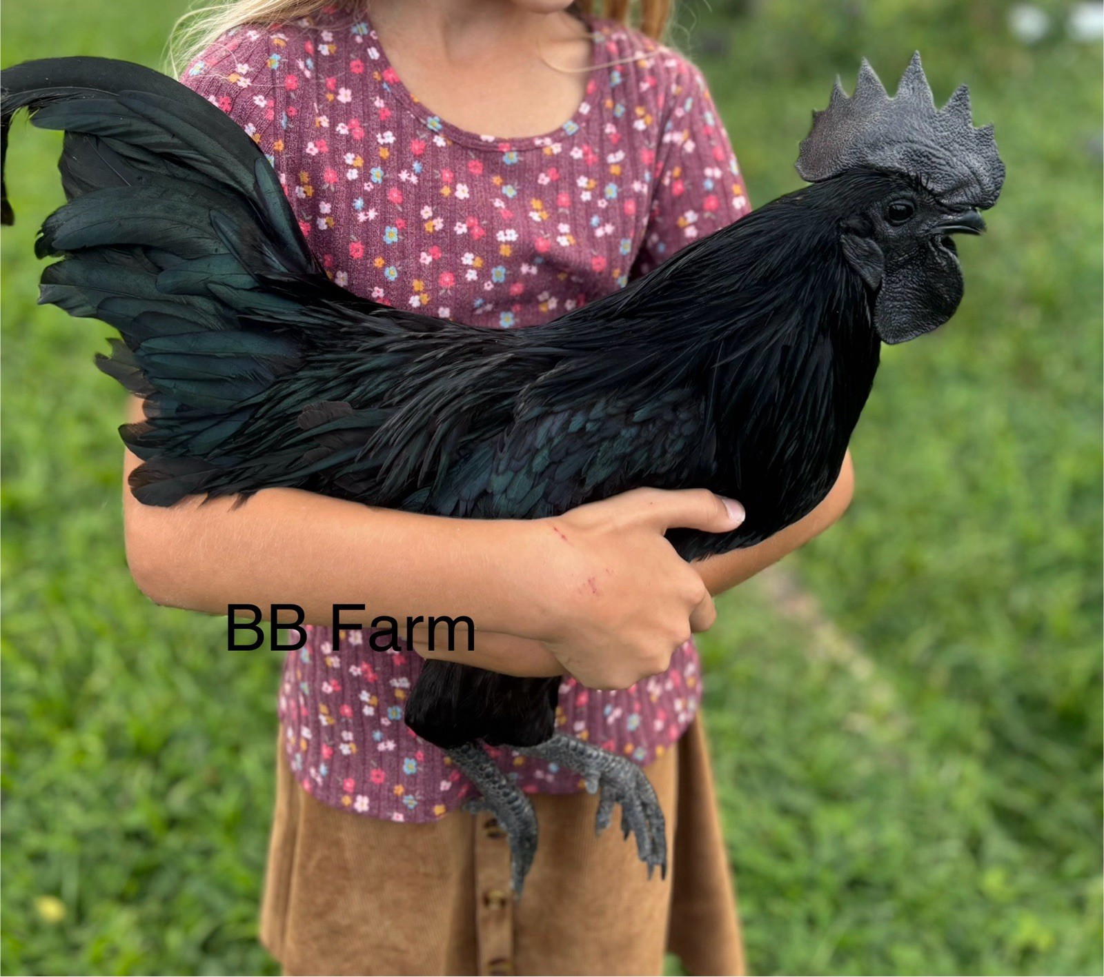 12 Ayam Cemani Hatching Eggs-Purebred- Solid Black Chickens- RARE BREED