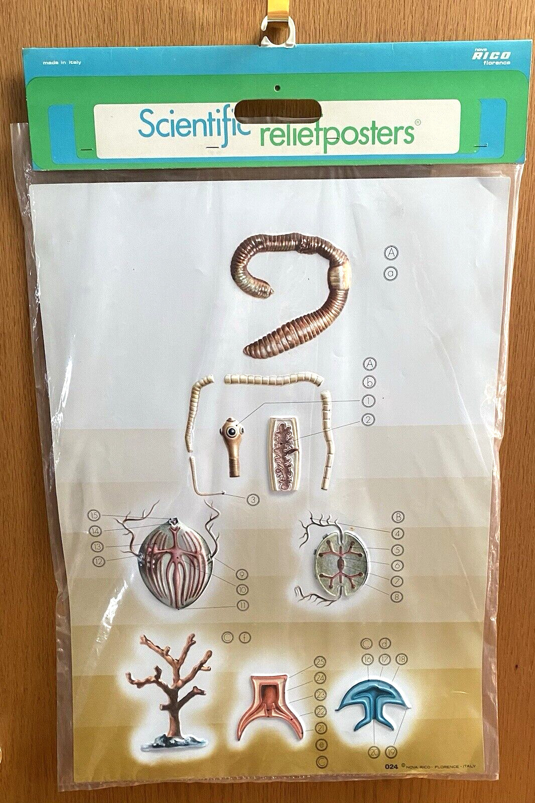 Nova Rico Florence Italy Scientific Relief 3D Poster #24 Worms Invertebrat 27x19