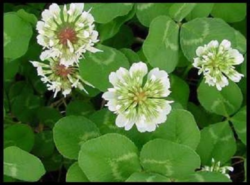 20 LBS WHITE LADINO CLOVER SEED FOR FOOD PLOT COATED AND INOCULATED FRESH SEED