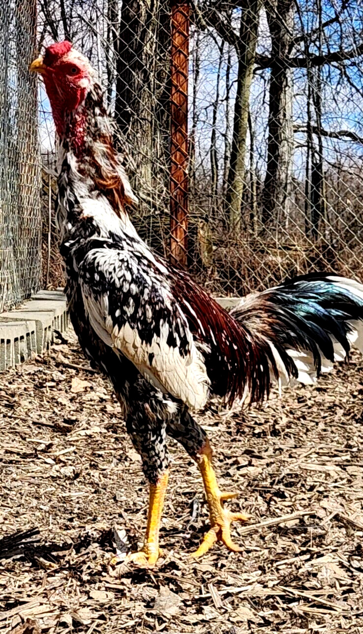 6 NPIP/AI CLEAN INDIO GIGANTE BEST GENETICS IN USA 40 TO 50 INCH BIRDS!