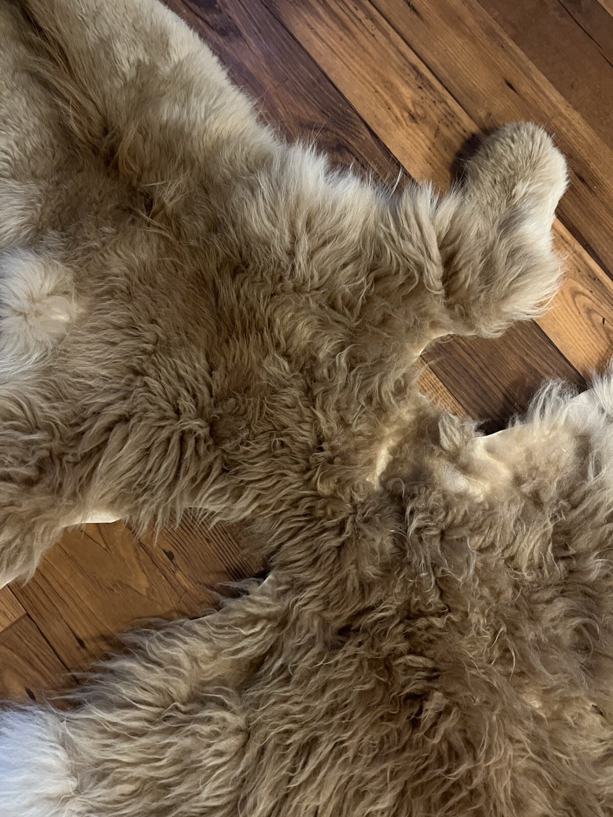 Alpaca Hide