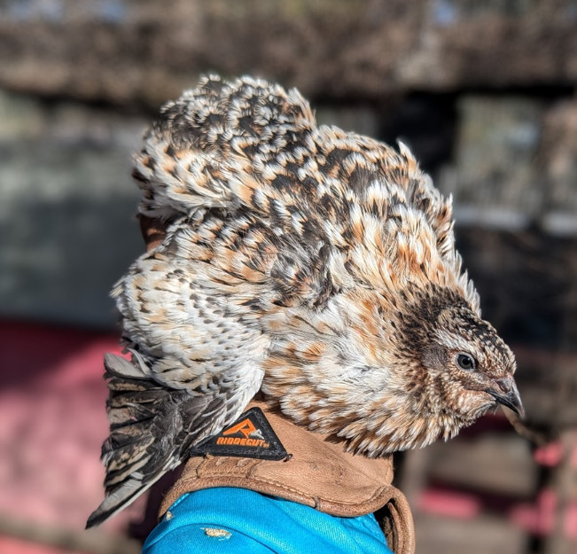 300 ++ Rainbow Coturnix Quail Hatching Eggs NPIP
