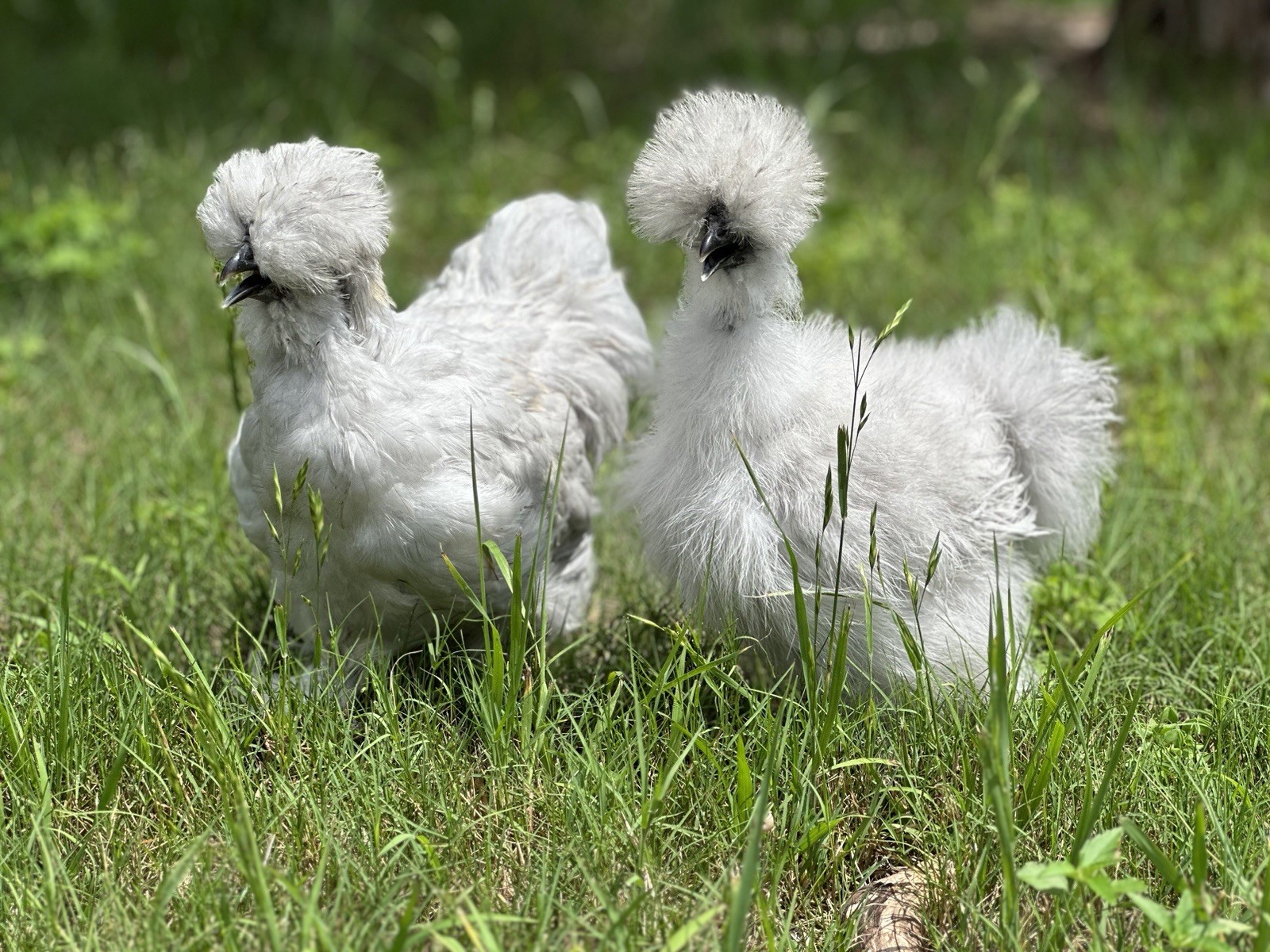 18-pack Fertile Silkie Hatching Eggs - Variety Pack