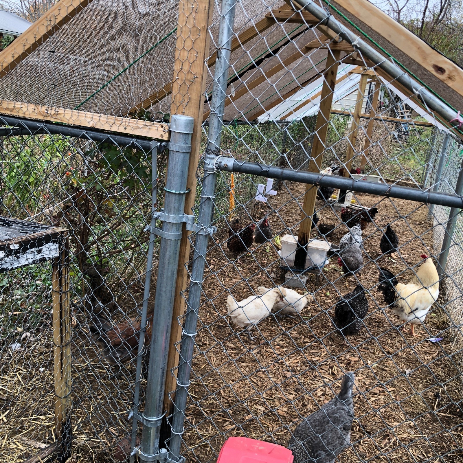 11+ Fertile Chicken Hatching Eggs BarnyardMix/Crested/Easter/Rare Breed Possible