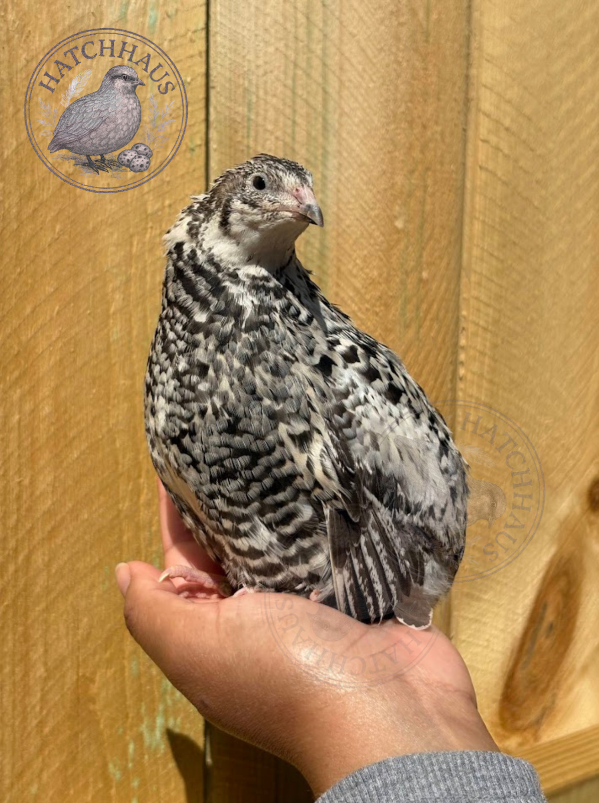 36 Assorted RARE COLORS Coturnix Quail Hatching Eggs - shipped in foam