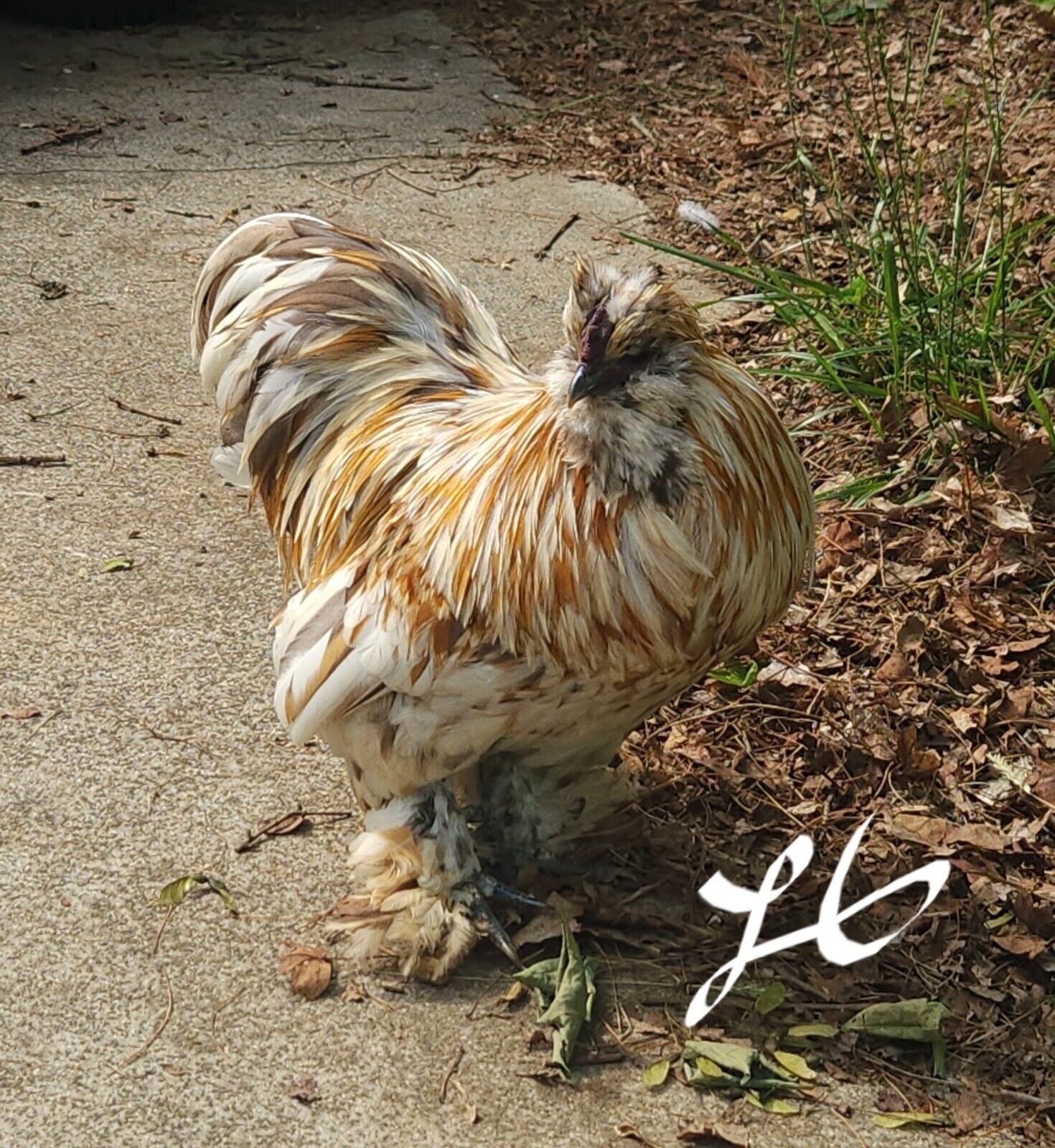 4+ Fertile Hatching Eggs - BARNYARD MIX - Silkie Svart Hona Mille Fleur Chicken