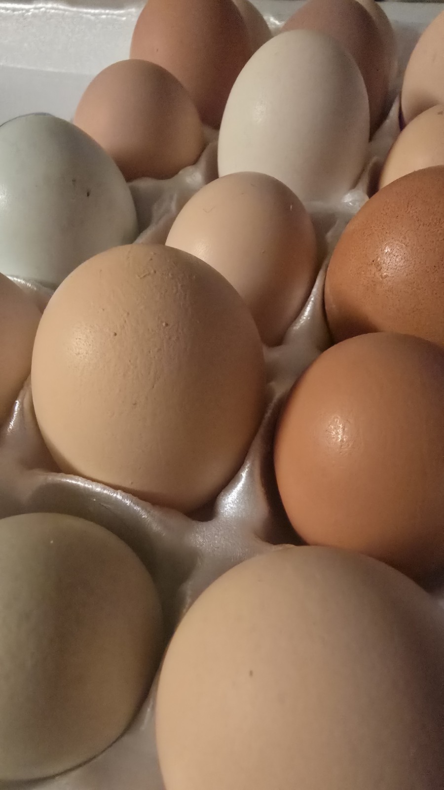 12 Assorted Hatching Eggs for Incubation