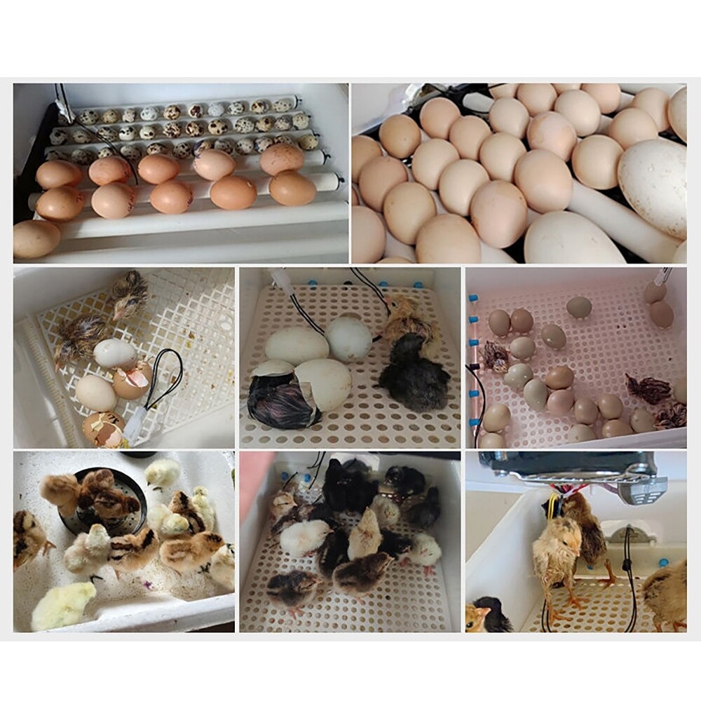 10 Eggs Fully Automatic Intelligent Double Electric Incubator Household Chicken