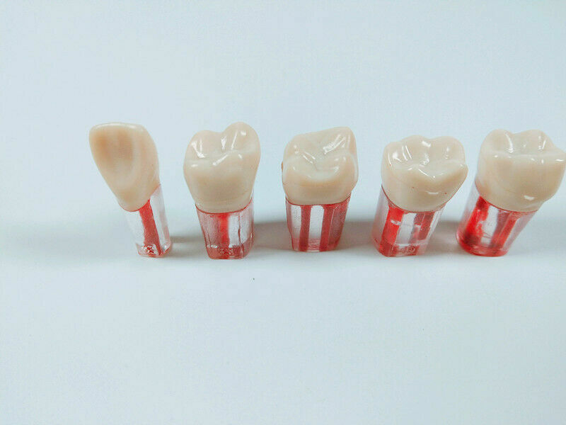 #46 Dental Root Canal Teeth Study Practice Training Model clear Equipmenent 10pc