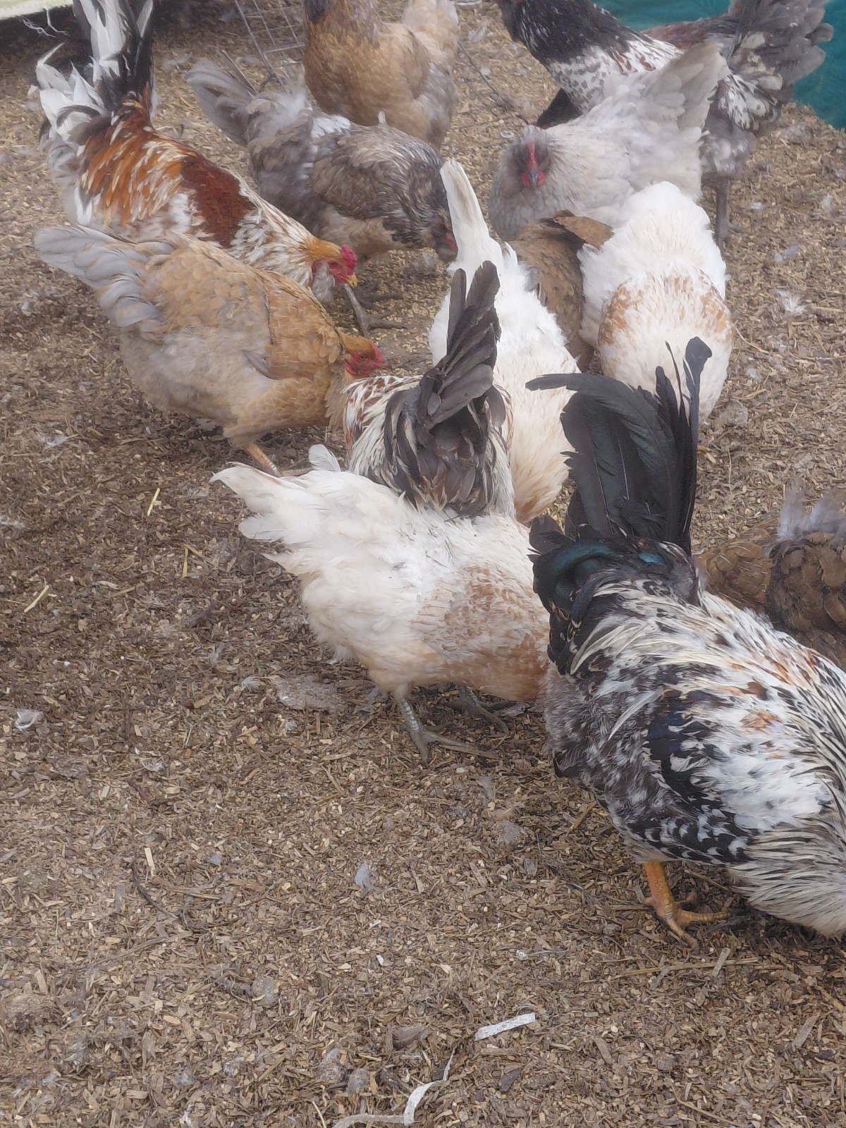 (6) 1/2 DZ easter egger hatching eggs!! (Blue and Green eggs ONLY)