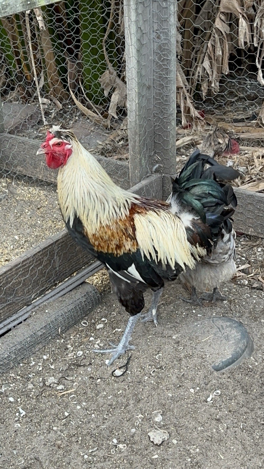 15+ Rare Sanjak Longcrower Chicken Hatching Eggs Large Breed 🎶 Unique Crow 🎶
