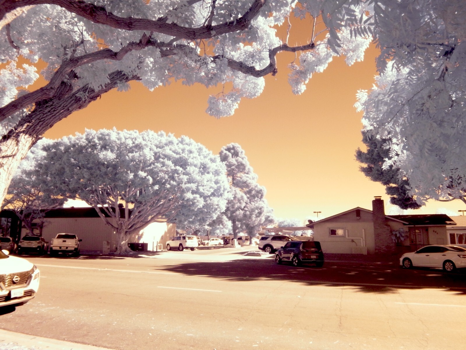 Infrared converted Camera Nikon D70 Full Spectrum