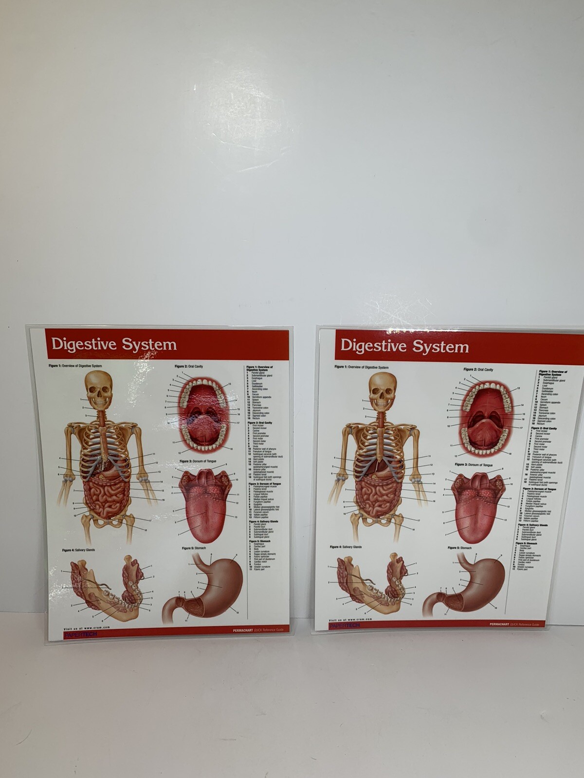 Chart Digestive System Anatomy Quick Ref. Educational Permachart (2) Laminated