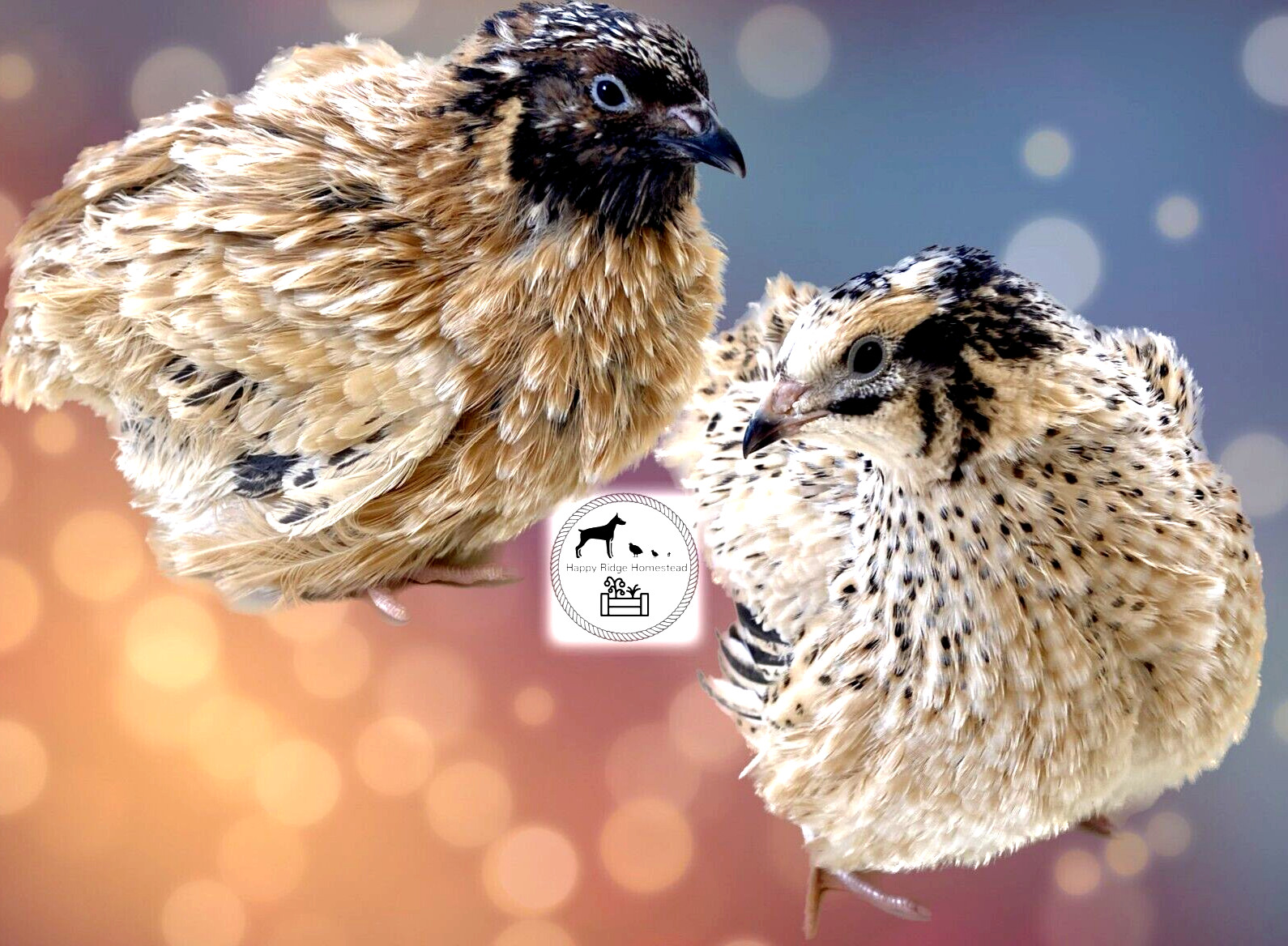 36 Jumbo Fawn (Italian, Manchurian) Coturnix Quail Hatching Eggs-UPS 2 Day Ship