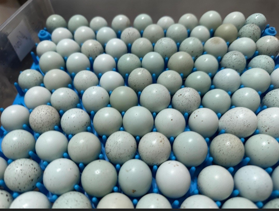 10+ Celadon Blue Coturnix Quail Hatching Eggs **100% TRUE BLUE**