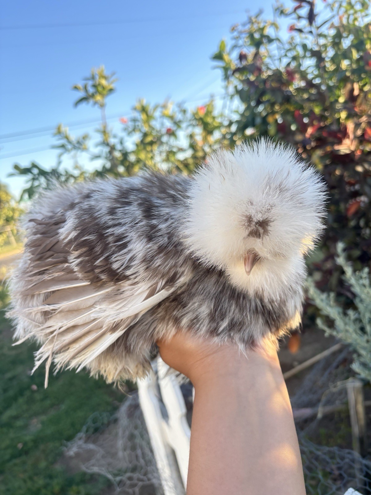 6+ show quality Silkie hatching eggs satins/frizzle/showgirls mottled/BBS/paint