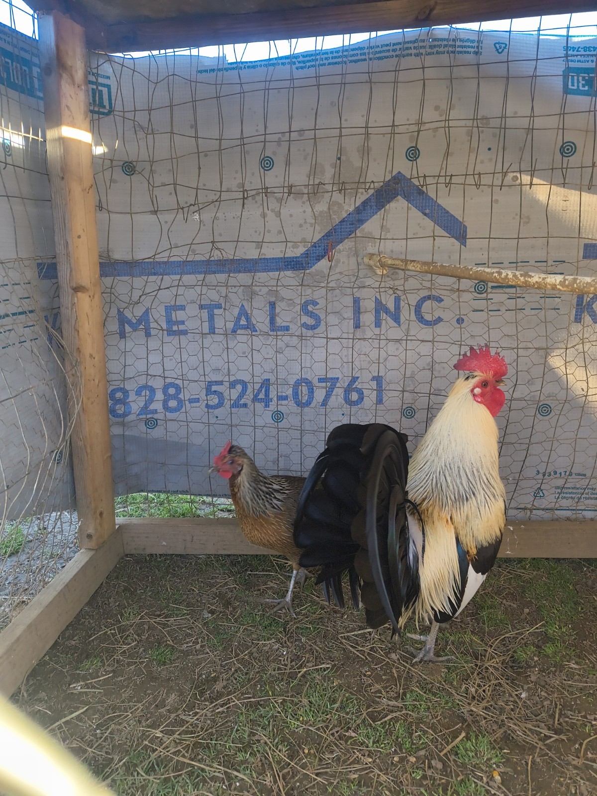 12 +Feg Toppy chickens Eggs
