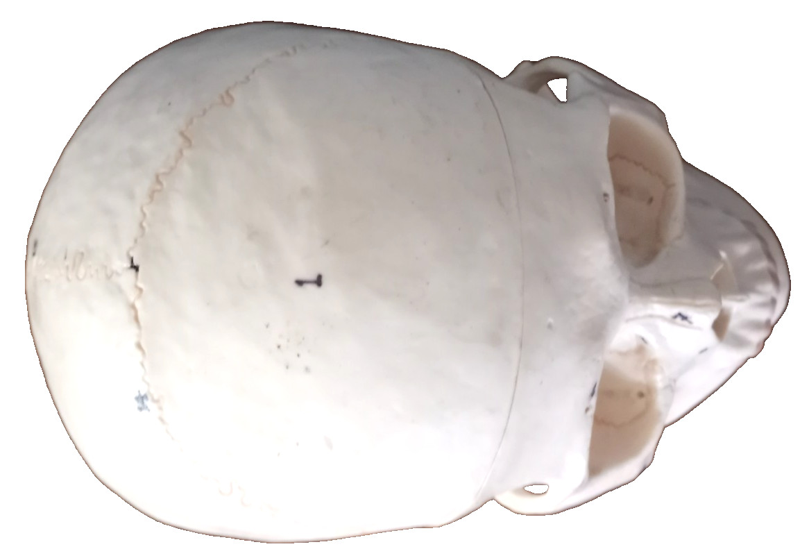 Anatomy - Human Skull lModel