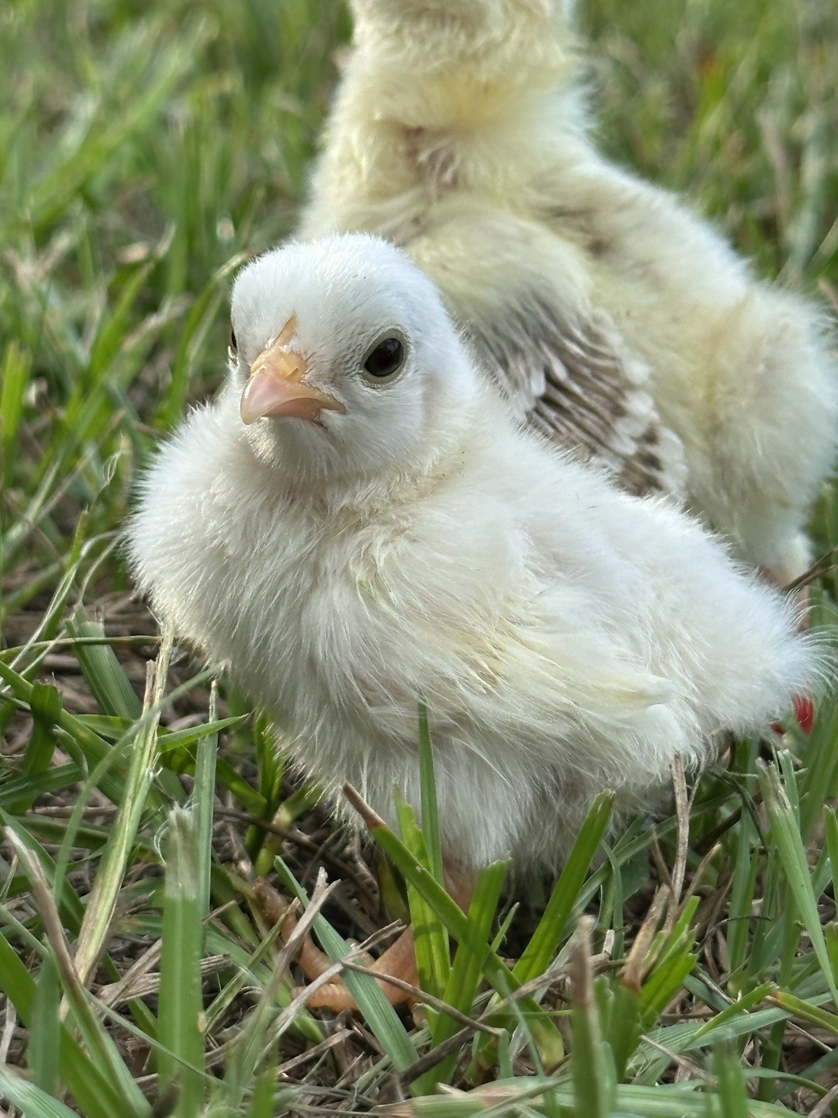 8 Kikiriki Hatching eggs NPIP/AI and PT Clean