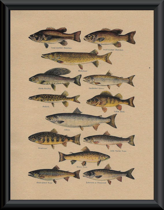 North American Game Fish & Fishing Flies Poster Reprints On 1920s Paper *P072