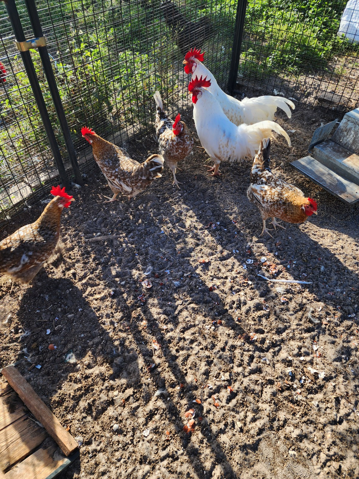 4+ 55 Flowery Hens