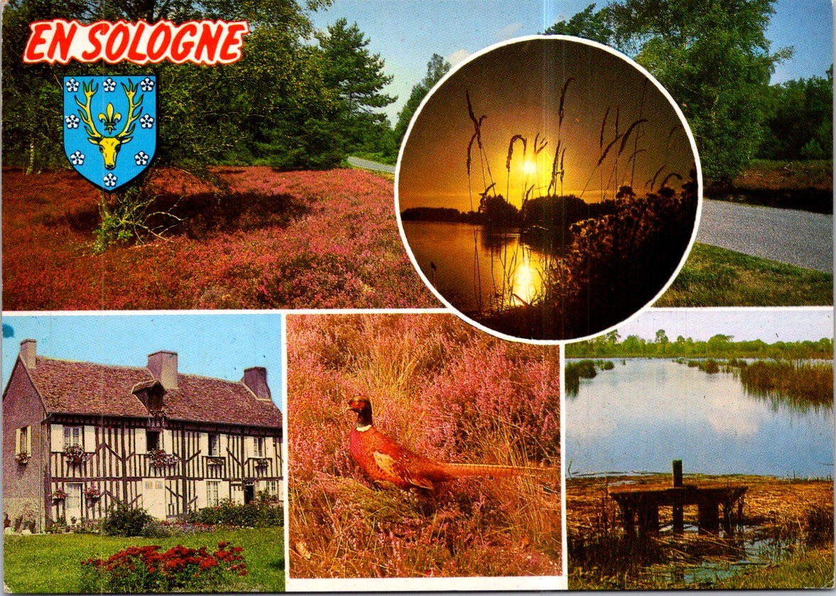 (1348) 10-8-2025 - France - En Sologne - Coq Faisant (3+1 views)