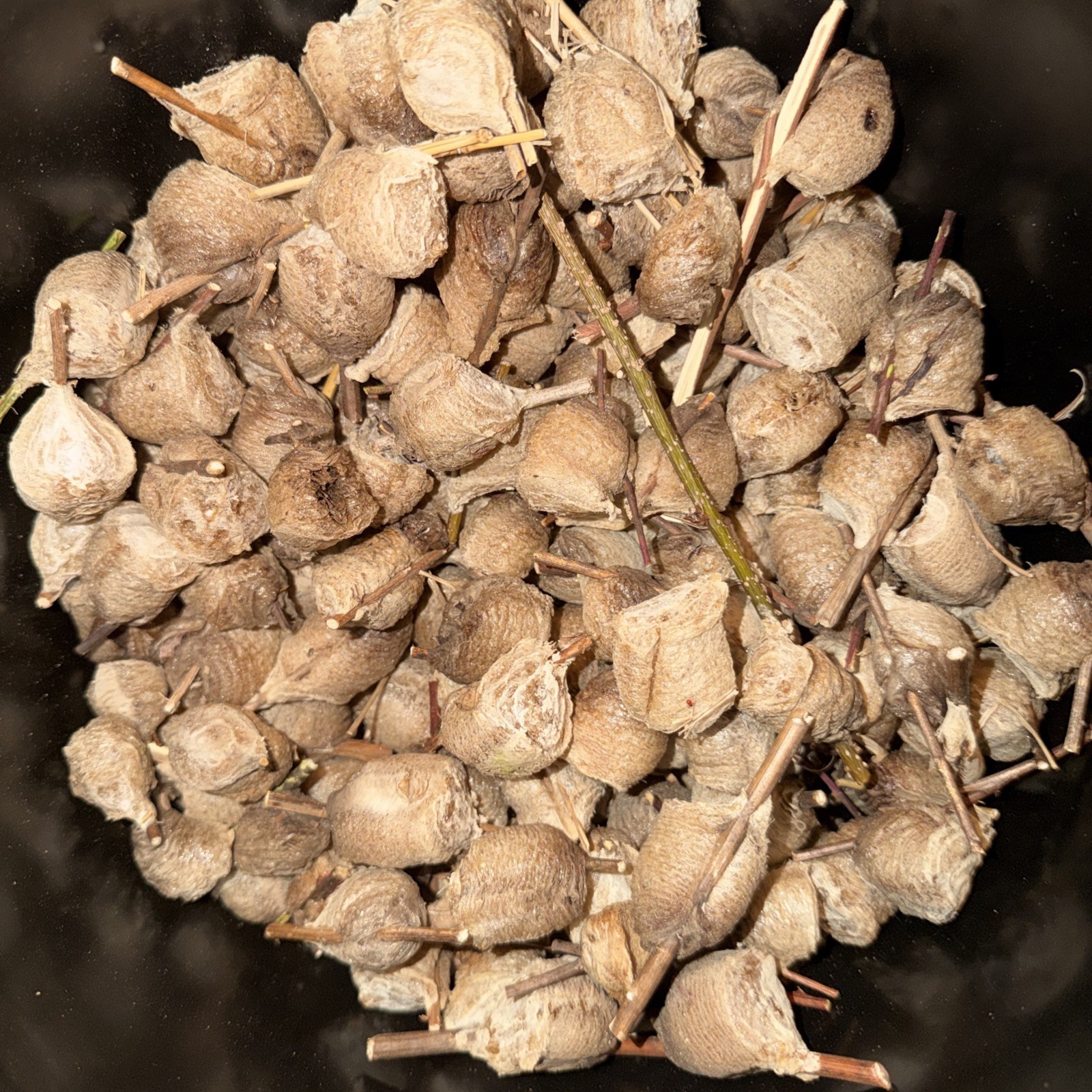 Live Praying Mantis Kit 2 fresh egg cases, Educational Science Kit, Stem Project
