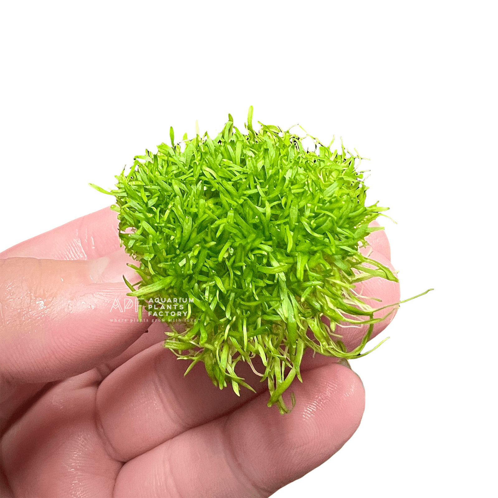 Utricularia Graminifolia | Aquarium Plants Factory®