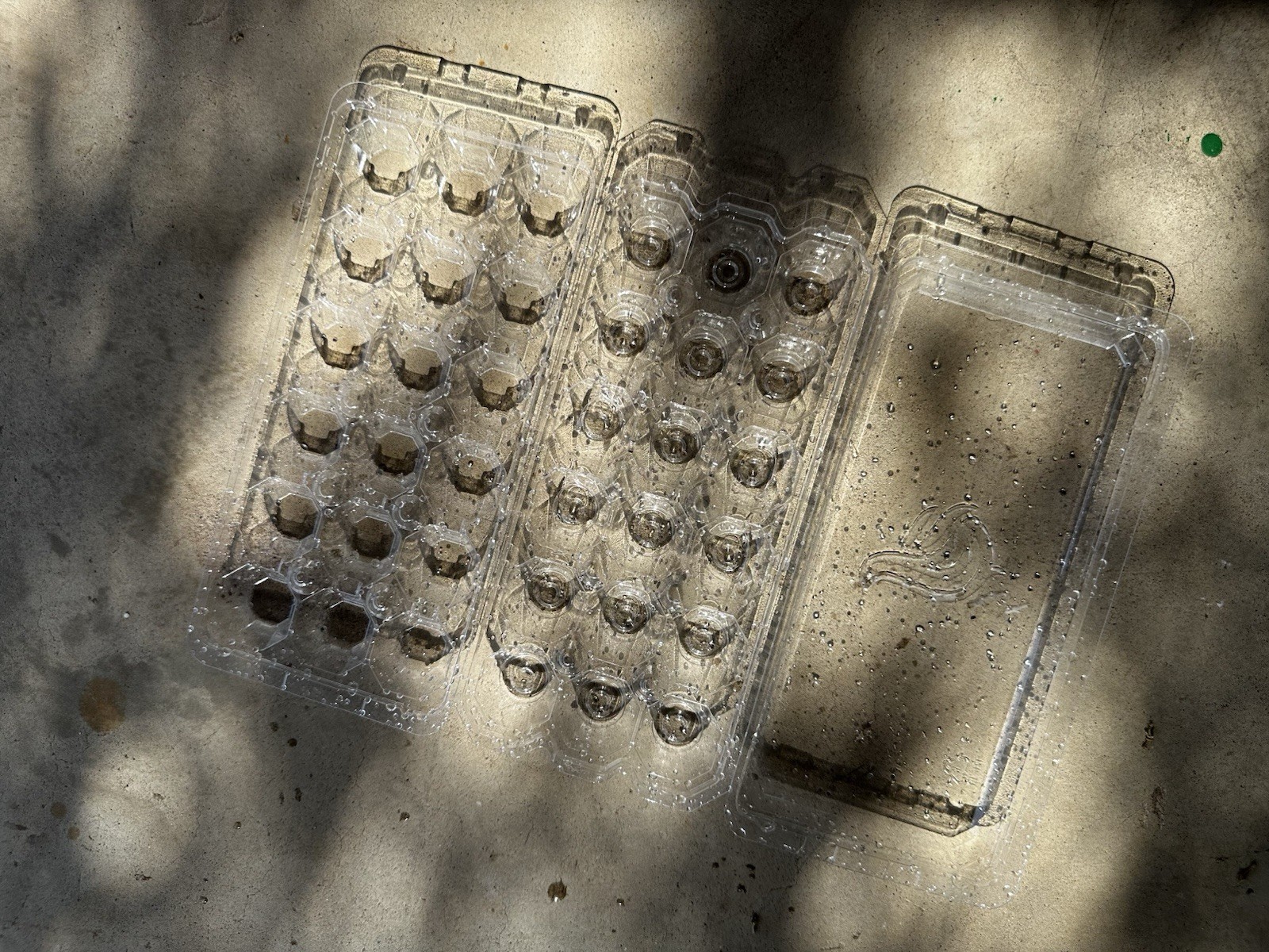13 Packs Plastic Quail Egg Cartons 18 Cell (3x6)